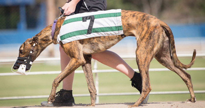 B'S Sodbuster won 2nd place in his last race at Wheeling and died of a heart attack.